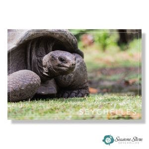 Seychelles Postcard 10cm * 15cm Aldabra Giant Tortoise Animal View (Written with Stamps)