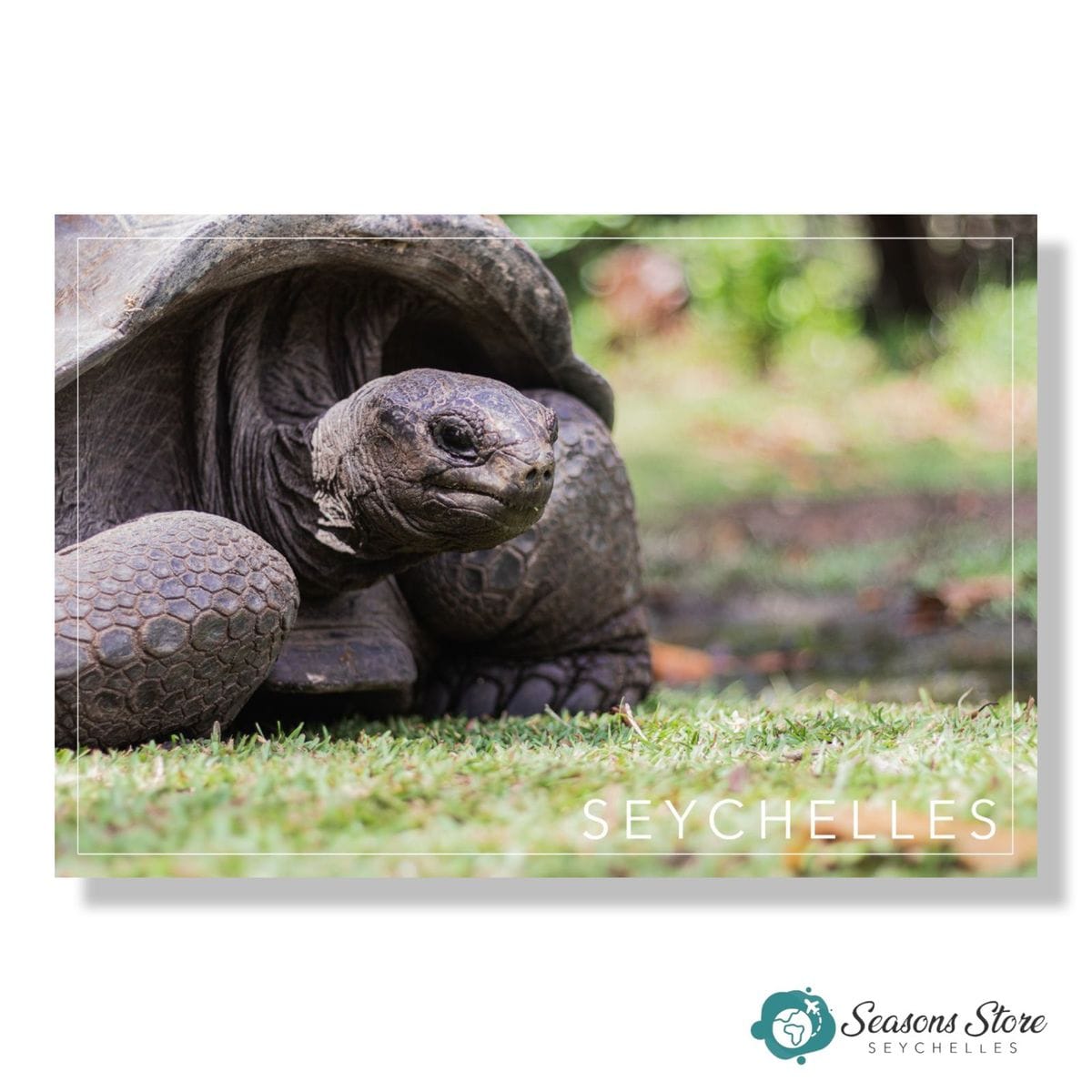Seychelles Postcard 10cm * 15cm Aldabra Giant Tortoise Animal View (Written with Stamps)